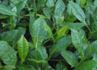 番茄潛葉蛾最佳防治方法？