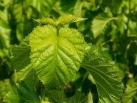夏天養(yǎng)蠶桑葉一會(huì)就干了怎么辦？