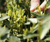 茶的原產(chǎn)地是哪個(gè)國(guó)家？