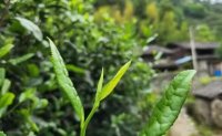 4月19日最新咨詢：“七安紅”春茶開(kāi)始采收，新